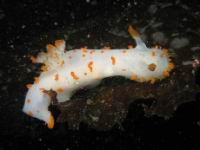 Triopha catalinae (ordre Nudibranches)